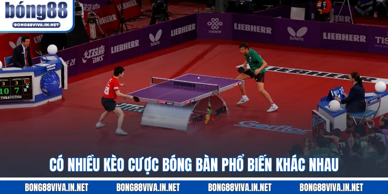 Có nhiều kèo cược bóng bàn phổ biến khác nhau